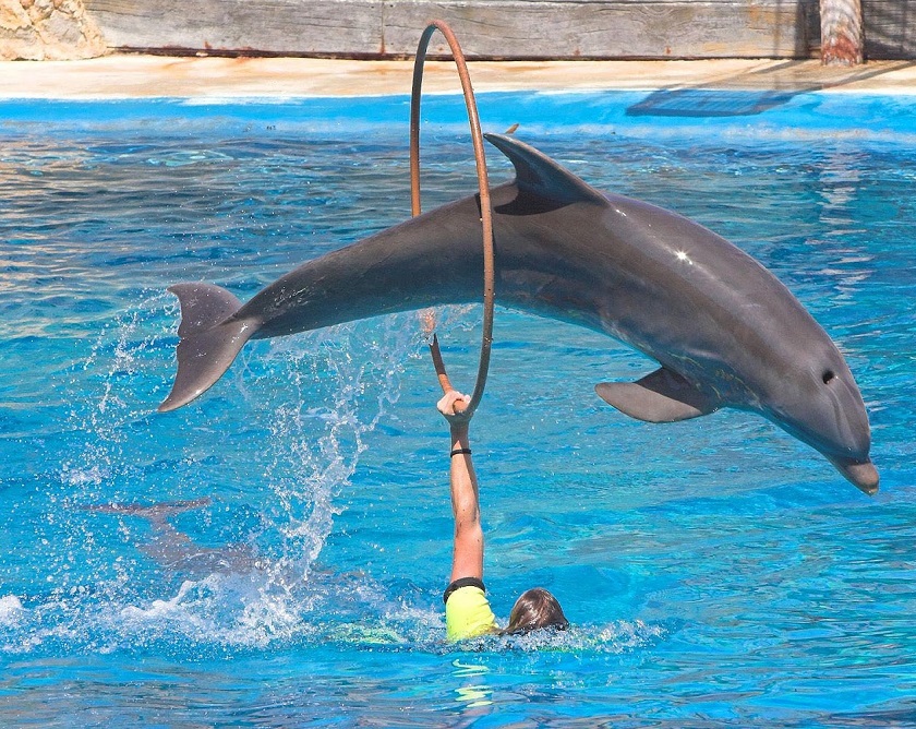 фото дельфина
